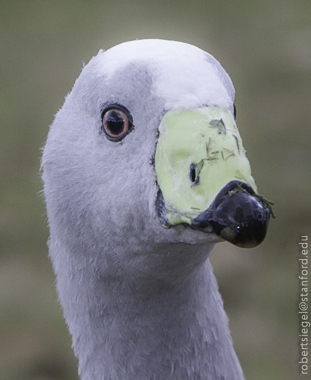 cape barren goose